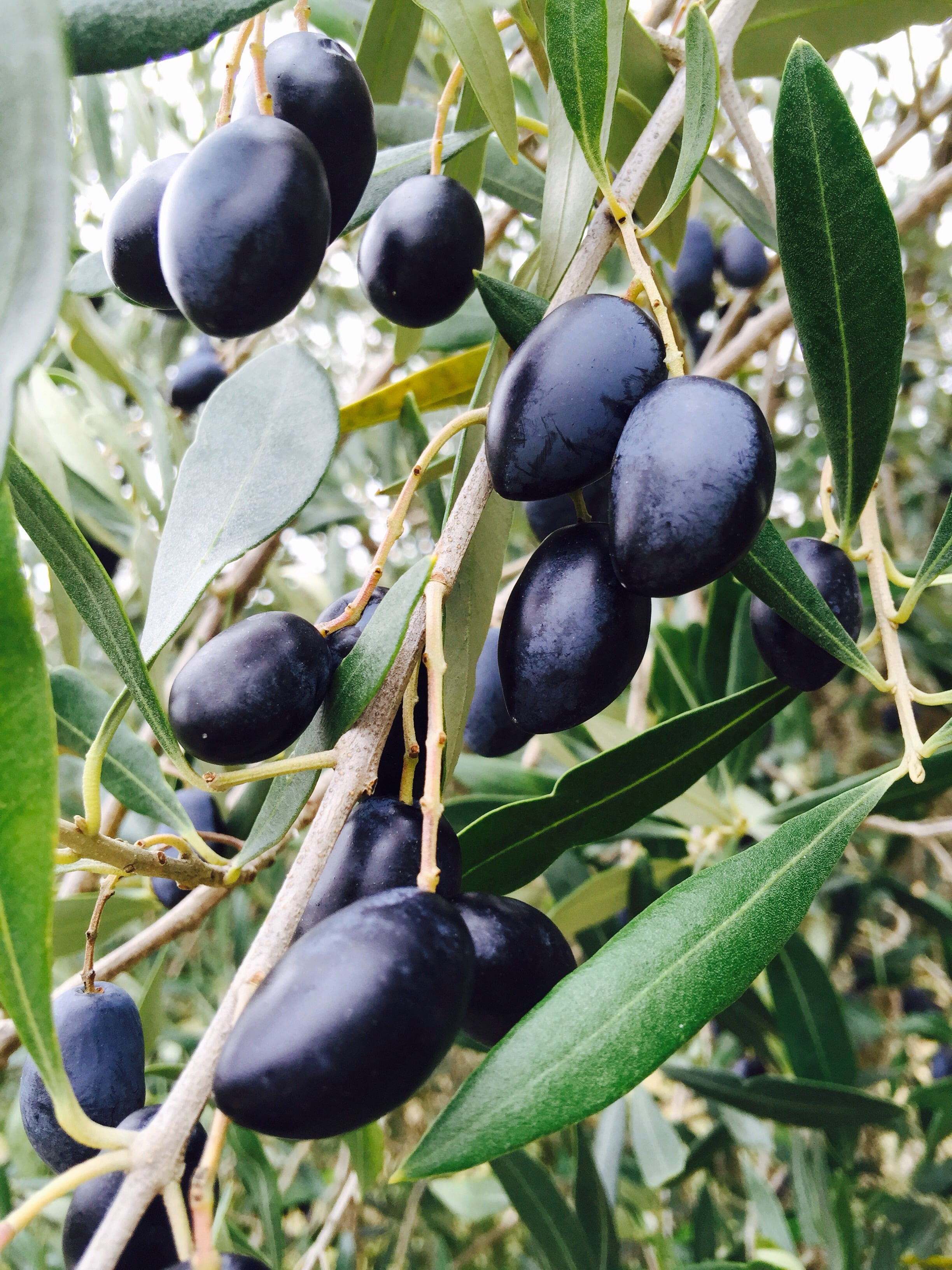 top-5-health-benefits-of-olives-ayurveda-blogs-nepal-hya