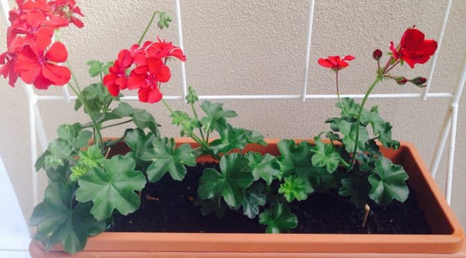 Garden Delights…Retro Planter with Red Geranium