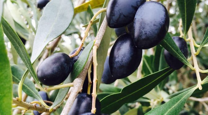 What’s Cooking?…Preserving Olives