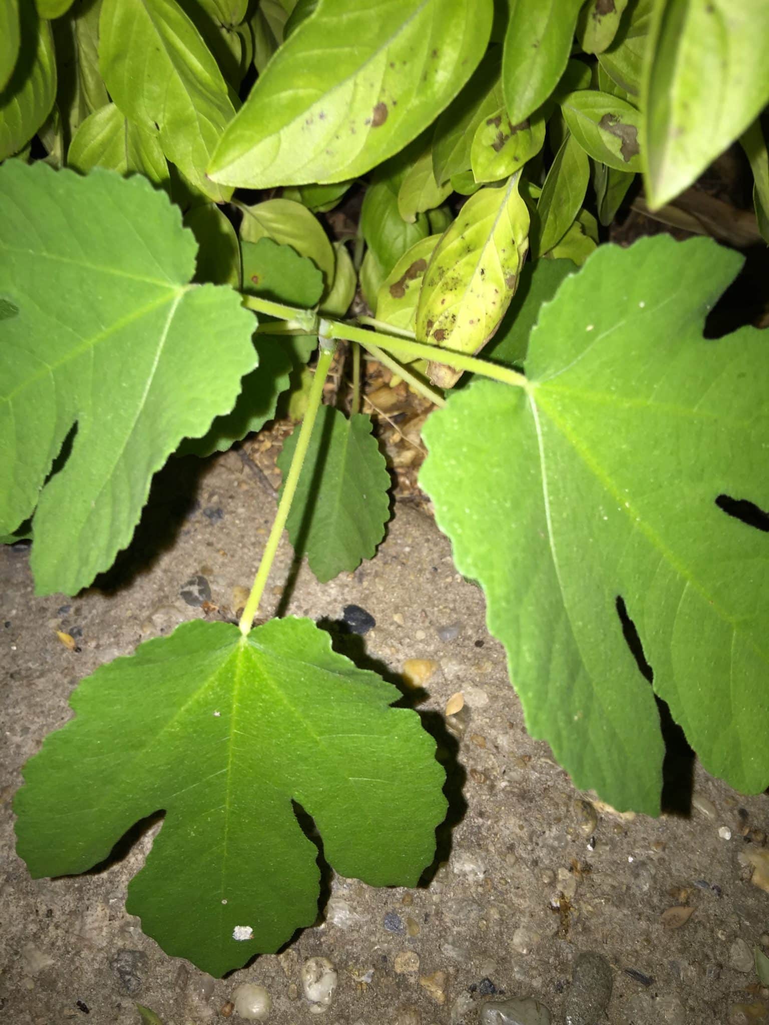 What’s Cooking?…Dried Fig Preserves