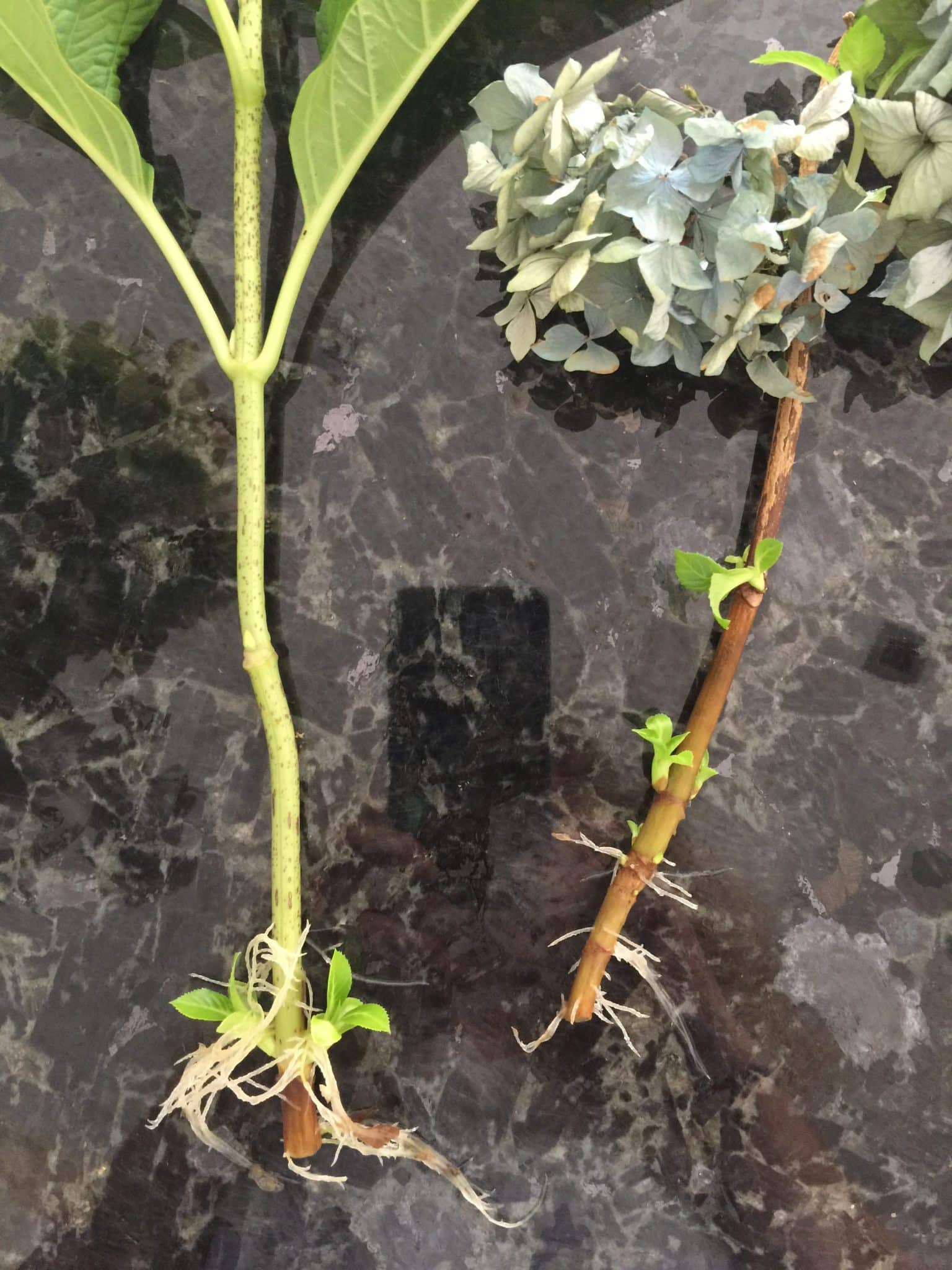 Hydrangea Propagation - susies-scraps.com