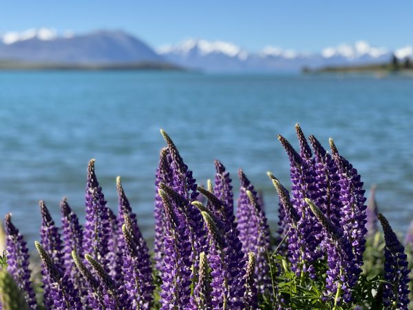 Making a Mystery Quilt susies-scraps.com